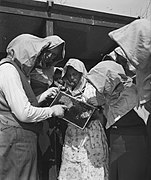 Working with the beehives, April 1946