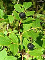 Vaccinium membranaceum 1. jpg