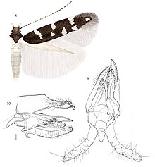 Vulcaniella kabulensis.jpg