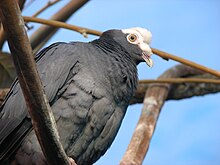 White Crowned Pigeon 002.jpg