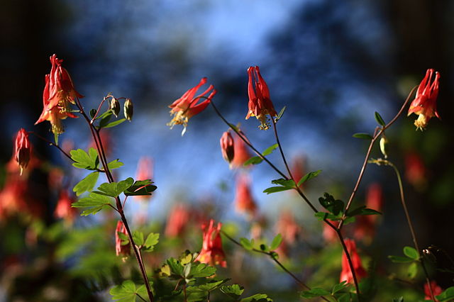 some of my best friends are flowers