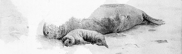 Photograph of an adult and juvenile Weddell seal lying on ice