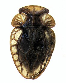 Xenophyes rhachilophus.jpg