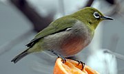 Japanese White-eye, a common winter visitor