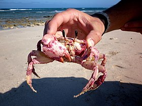 A golden ghost crab covered with epibiotic growth, making it appear pink