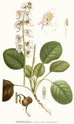 Грушанка круглолистная (Pyrola rotundifolia). Типовой вид типового рода трибы. Ботаническая иллюстрация из книги К. А. М. Линдмана Bilder ur Nordens Flora, 1917—1926