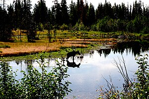 A female moose with reflection in Grand Teton ...