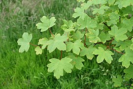 Arțar balcanic (Acer hyrcanum)