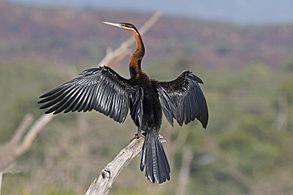 adult male drying wings Lake Baringo, Kenya