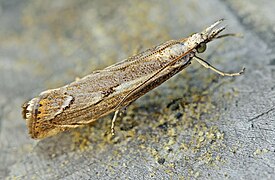 Agriphila geniculea