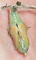 Underside of female pupa; yellow wings showing through