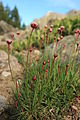 Armeria ruscinonensis (Армерия русцинонская)