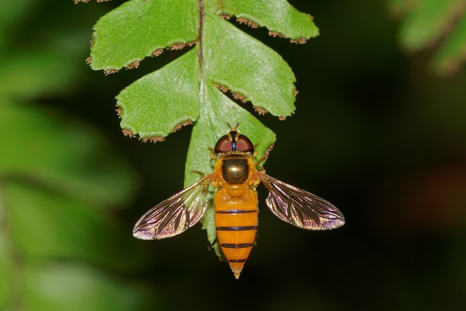 图为狭口食蚜蝇（英语：Asarkina），很可能是切黑狭口食蚜蝇（Asarkina ericetorum），拍摄于印度。