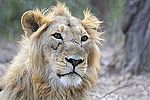 Asiatic Lion Male.jpg