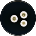 Aspergillus tabacinus growing on CYA plate