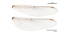 Female wings