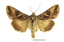 Lina-tähtöölane (Autographa gamma L.)