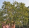 Дерево Баел (Aegle marmelos) в Нарендрапуре W IMG 4116.jpg