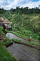 Piantagioni di riso nelle campagne di Ubud