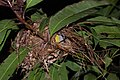 Bananaquit nest, Costa Rica.JPG