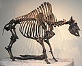 Kerangka Bison antiquus