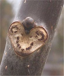 A leaf scar on Juglans regia, showing the layer of corky protective tissue that remained after the leaf separated along the abscission zone. It also shows the leaf traces of the vascular bundles that broke off when the abscission zone failed. The axillary bud associated with the leaf shows just above the scar. Bladlitteken van Juglans regia.jpg