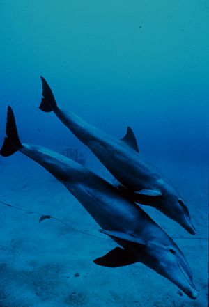 Mother and juvenile bottlenose dolphins head t...