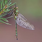 Brilliant emerald (Somatochlora metallica) teneral female 3