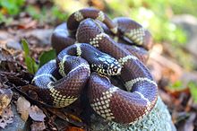 California Kingsnake (Lampropeltis getula californiae).JPG