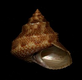 Calliostoma bonita