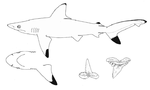 Miniatura para Carcharhinus hemiodon