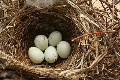 Nest and eggs