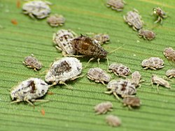 Rhopalosiphum padi