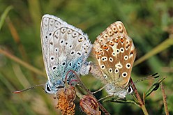 Chalkhill blue, Polyommatus coridon