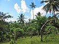 Es ylang-ylang-Feld z Mayotte.