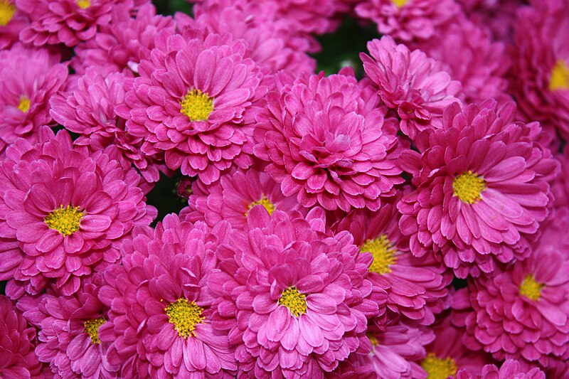 File:Chrysanthemumkjfmartin.jpg