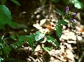 Gemeiner Wirbeldost (Clinopodium vulgare)