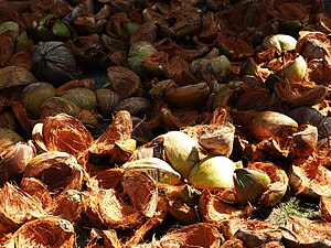 Coconut Shells Drying in the Sun