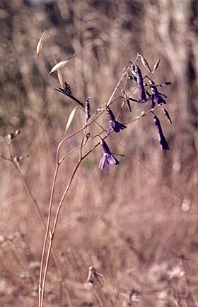 Conanthera trimaculata