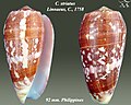 Conus striatus Linnaeus, C., 1758