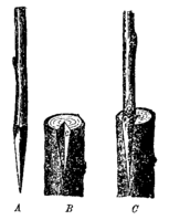 Прививка в вырез (A — привой, B — подвой, C — сопривитые части)