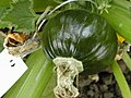 Typical "Zapallito" summer squash fruit.