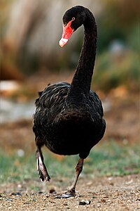 Cygne noir