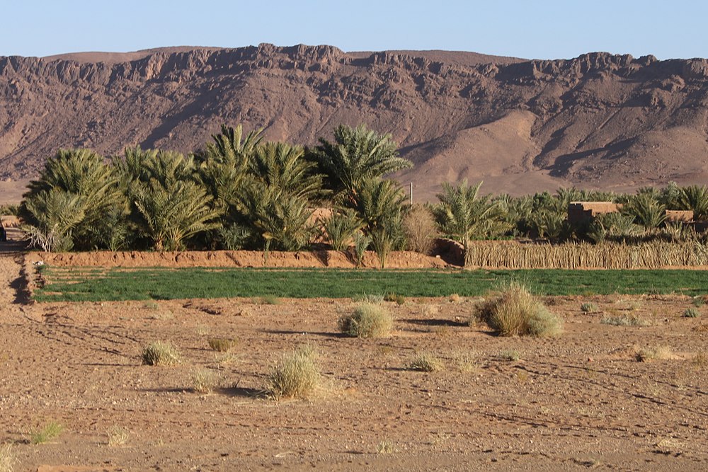 الزراعة الصحراوية - التمور و المحاصيل العلفية