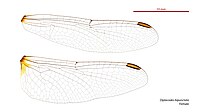 Female wings