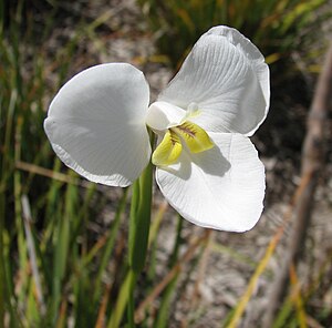 나비붓꽃(D. moraea)