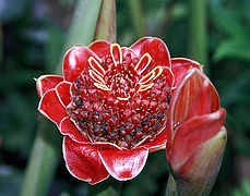 Etlingera solaris