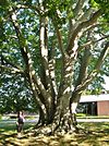 Large European beech in front of The Newport Daily News European Beech Tree at The Newport Daily News, Newport, RI - August 29, 2015.jpg