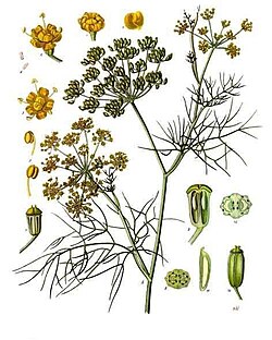 《科勒藥用植物》（1897）, Foeniculum capillaceum