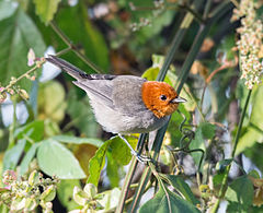 Description de l'image Fulvous-headed Tanager - frutero cabecileonado (Thlypopsis fulviceps fulviceps).jpg.